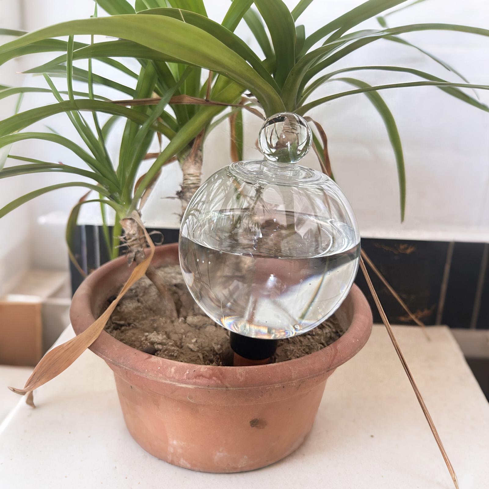 Plant Watering Bulbs 4pcs 500m - Plant Parent ulasan dan harga
