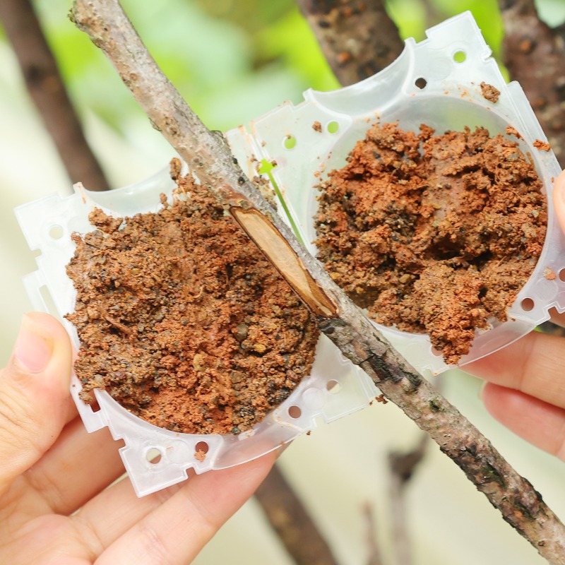 Reusable Plant Rooting Ball Gr - Plant Parent ulasan dan harga