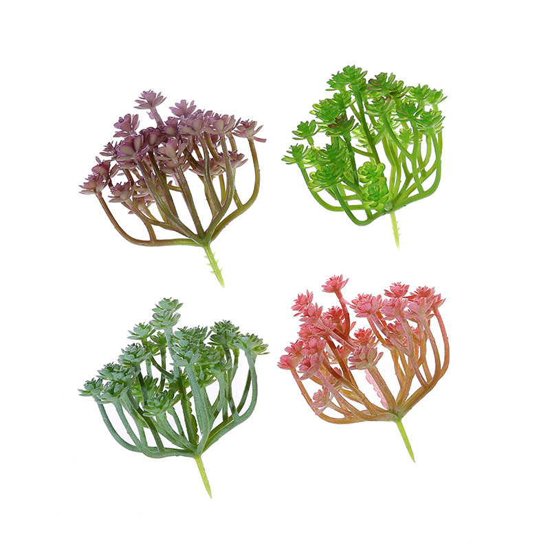 Wusmart Large Xian Ren Ke Arti - Succulent Arrangement Mini ulasan dan harga