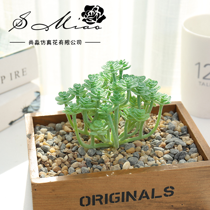 Wusmart Large Xian Ren Ke Arti - Succulent Arrangement Mini ulasan dan harga