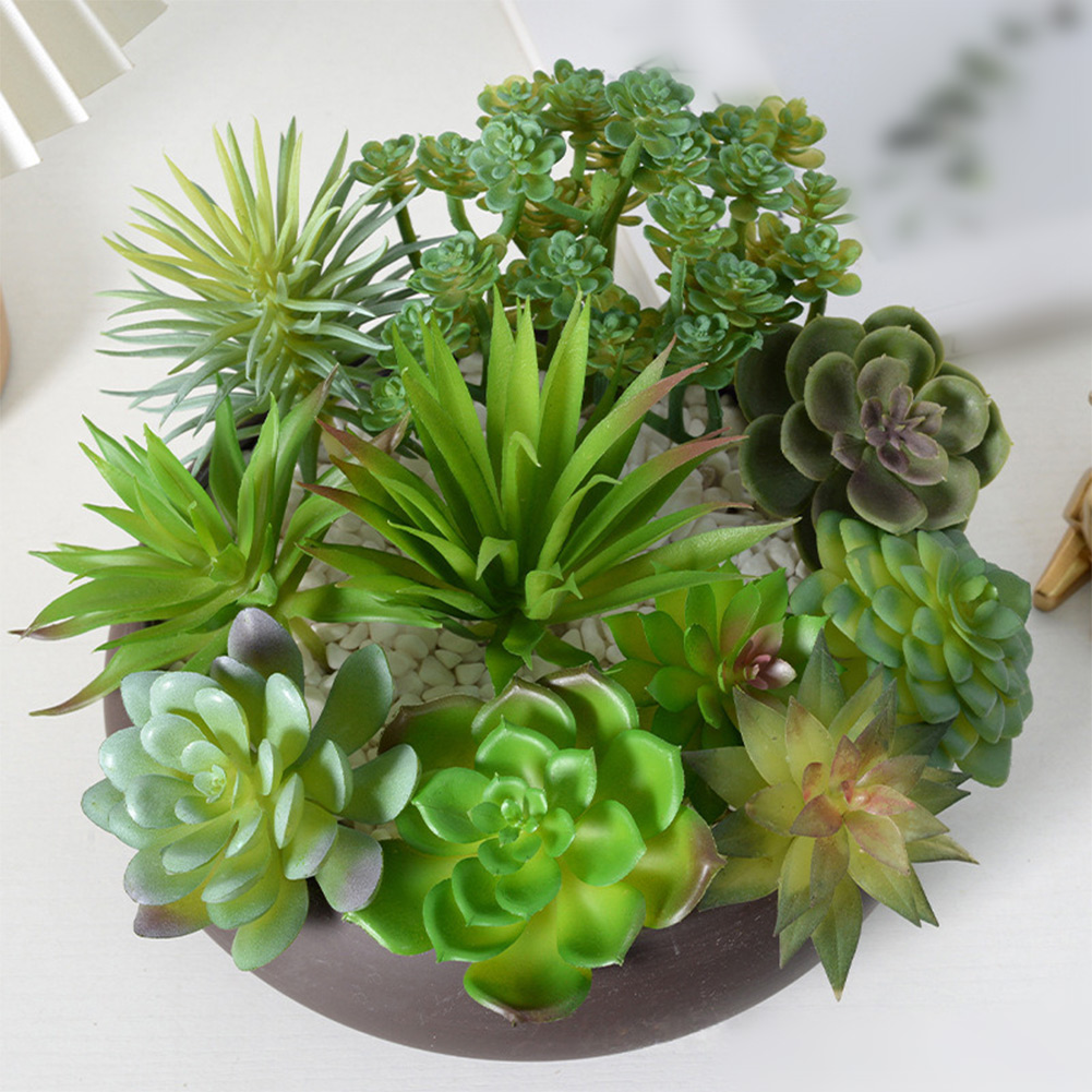 Charming For Mini Bonsai Succu - Succulent Arrangement Mini ulasan dan harga