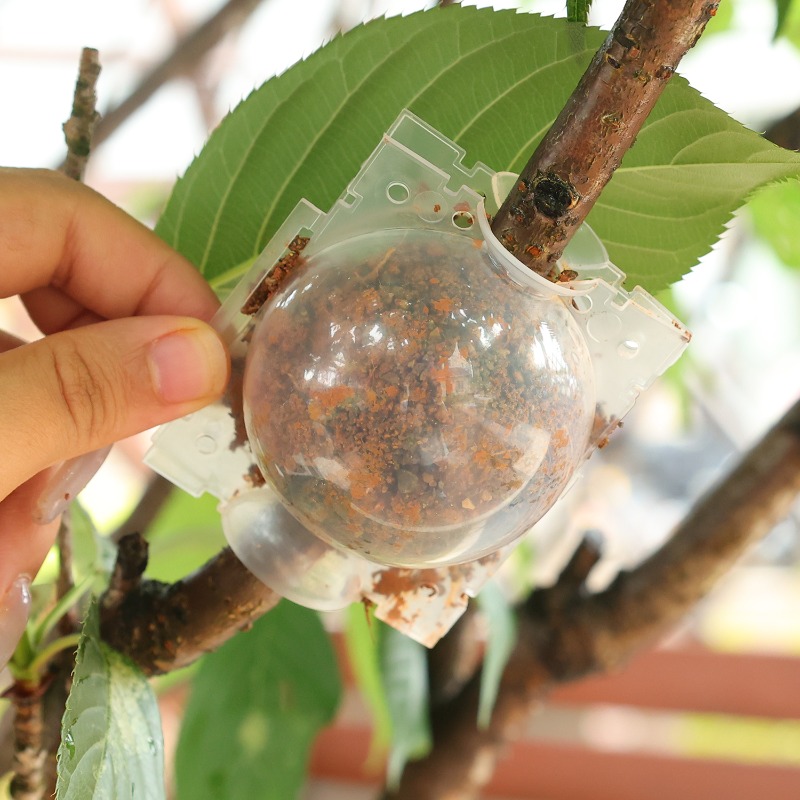 Air Layering Pods Plant Rootin - Plant Parent ulasan dan harga