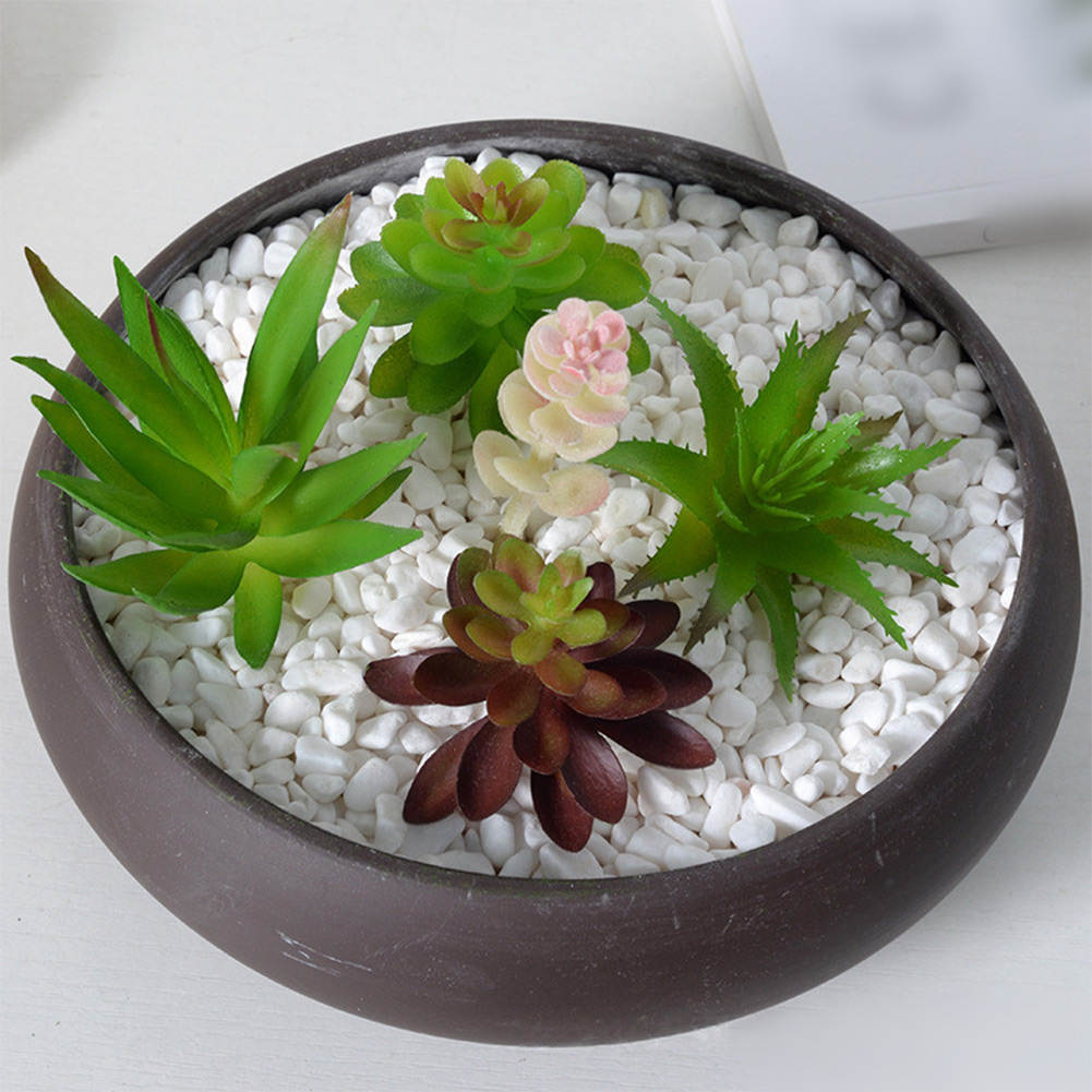 Photography Prop Friendly For  - Succulent Arrangement Mini ulasan dan harga