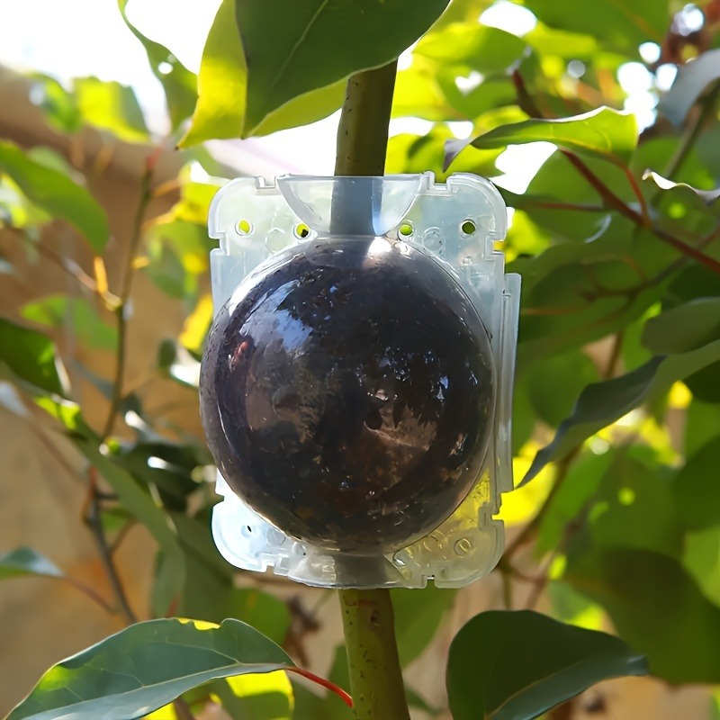 10pcs Plant Propagation Box Se - Plant Parent ulasan dan harga