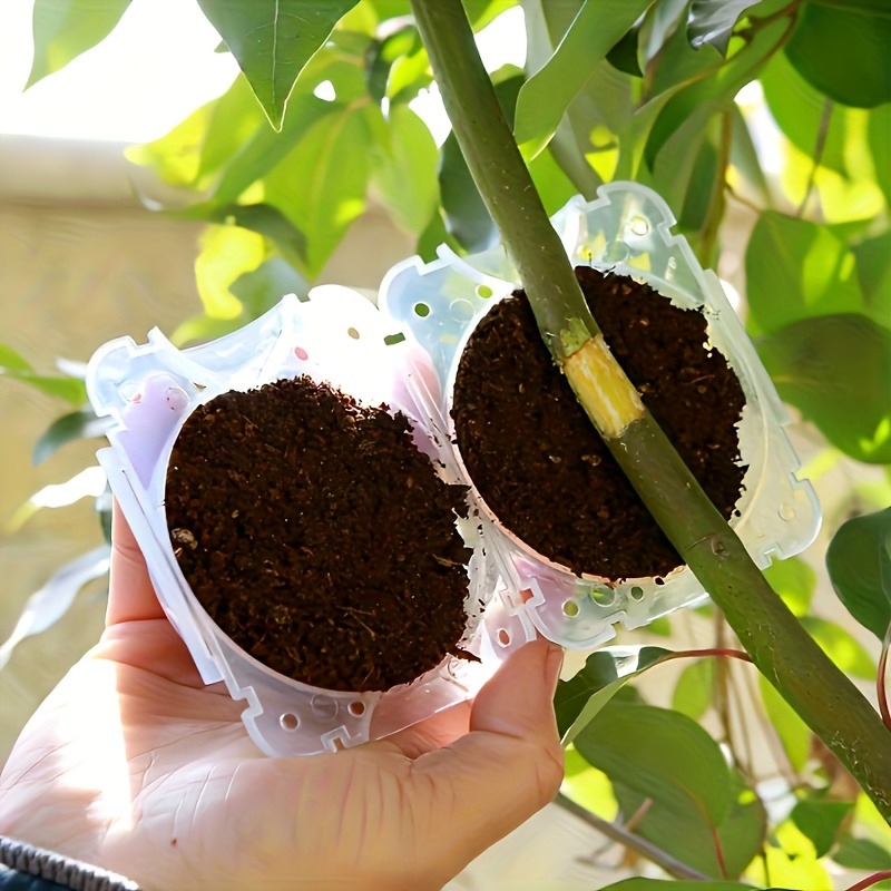 10pcs Plant Propagation Box Se - Plant Parent ulasan dan harga